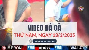 video-da-ga-13-3-2025