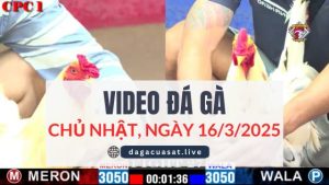 video-da-ga-16-3-2025