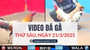 video-da-ga-21-3-2025