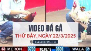 video-da-ga-22-3-2025