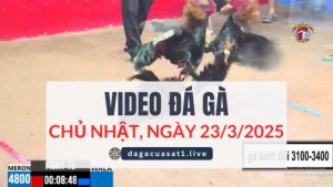 video-da-ga-23-3-2025