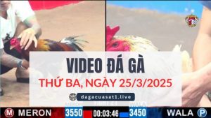 video-da-ga-25-3-2025