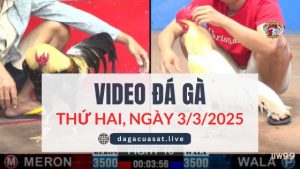 video-da-ga-3-3-2025