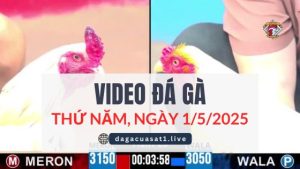 video-da-ga-1-5-2025