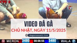 video-da-ga-11-5-2025