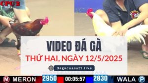 video-da-ga-12-5-2025