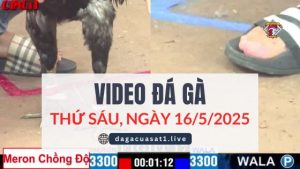 video-da-ga-16-5-2025