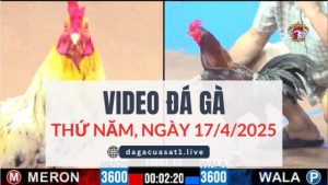 video-da-ga-17-4-2025