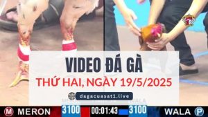 video-da-ga-19-5-2025