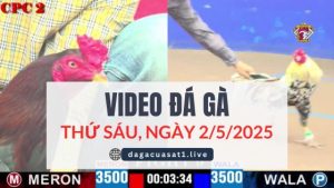 video-da-ga-2-5-2025