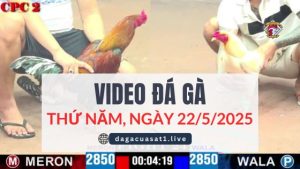 video-da-ga-22-5-2025