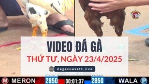 video-da-ga-23-4-2025