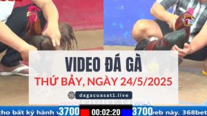 video-da-ga-24-5-2025