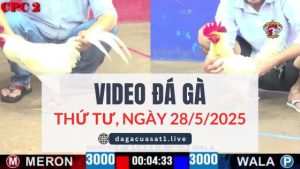 video-da-ga-28-5-2025