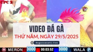 video-da-ga-29-5-2025