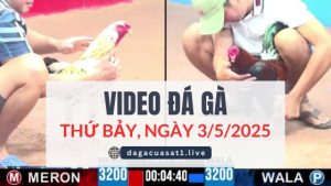 video-da-ga-3-5-2025