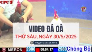 video-da-ga-30-5-2025