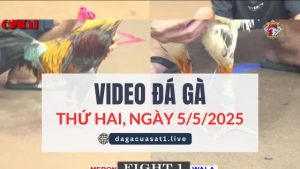 video-da-ga-5-5-2025