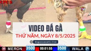 video-da-ga-8-5-2025