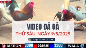 video-da-ga-9-5-2025