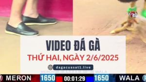 video-da-ga-2-6-2025