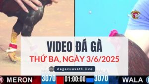 video-da-ga-3-6-2025