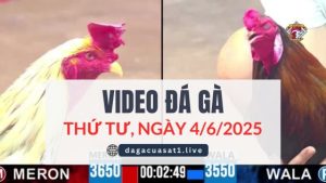 video-da-ga-4-6-2025