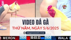 video-da-ga-5-6-2025