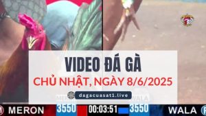 video-da-ga-8-6-2025